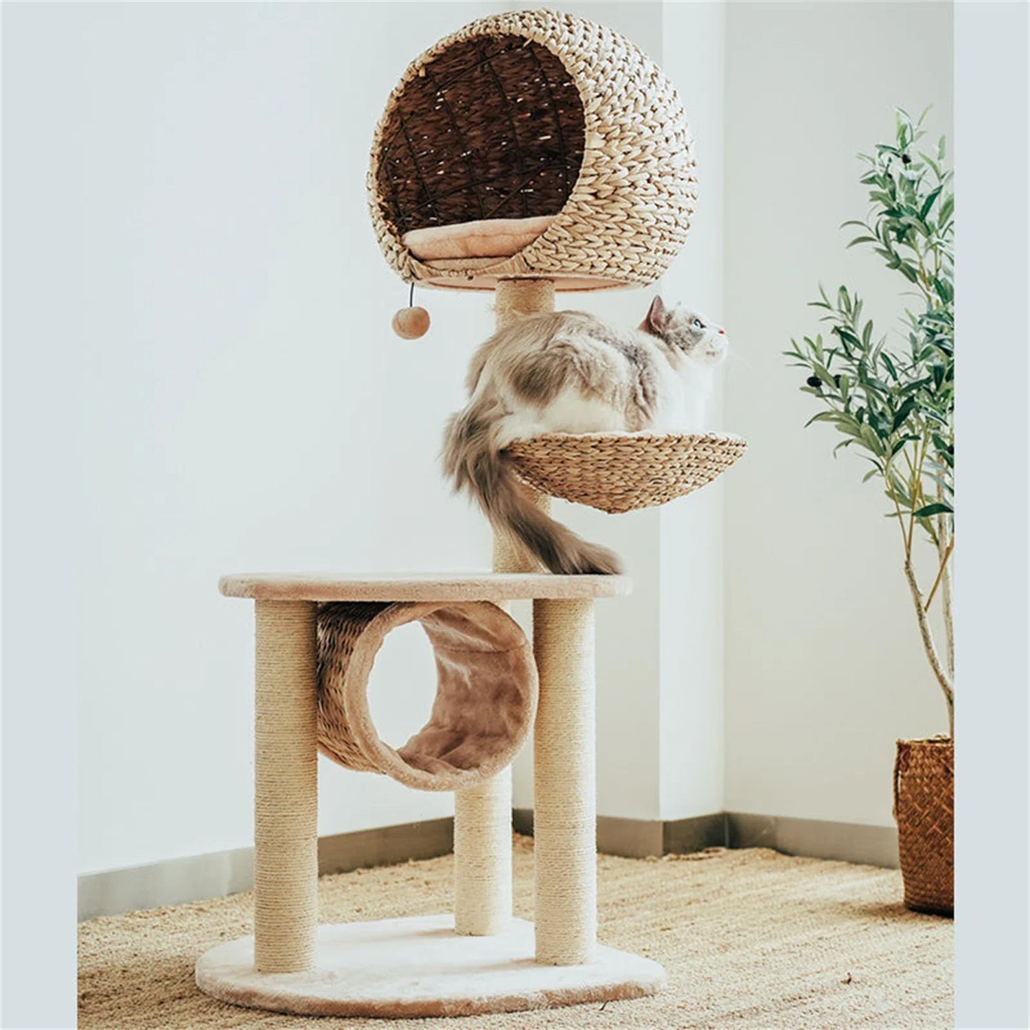 Cat Post & Beds